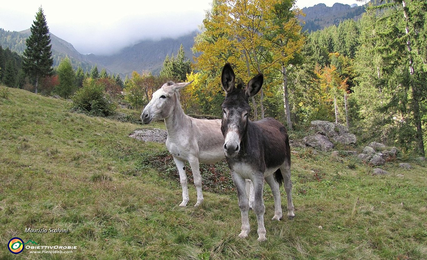 53 Bianco e nero....JPG